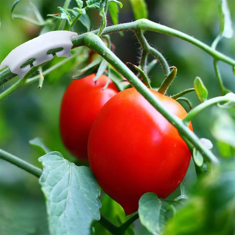 Šiltnamio Pomidorų Įrašus Sodo Žemės Ūkis Vaisiai, Vynuogių Stiprinti Įrašus Augalų Augimas Fiksuotas Įrašą Įrankis 300 Vnt. Nuotrauka 1