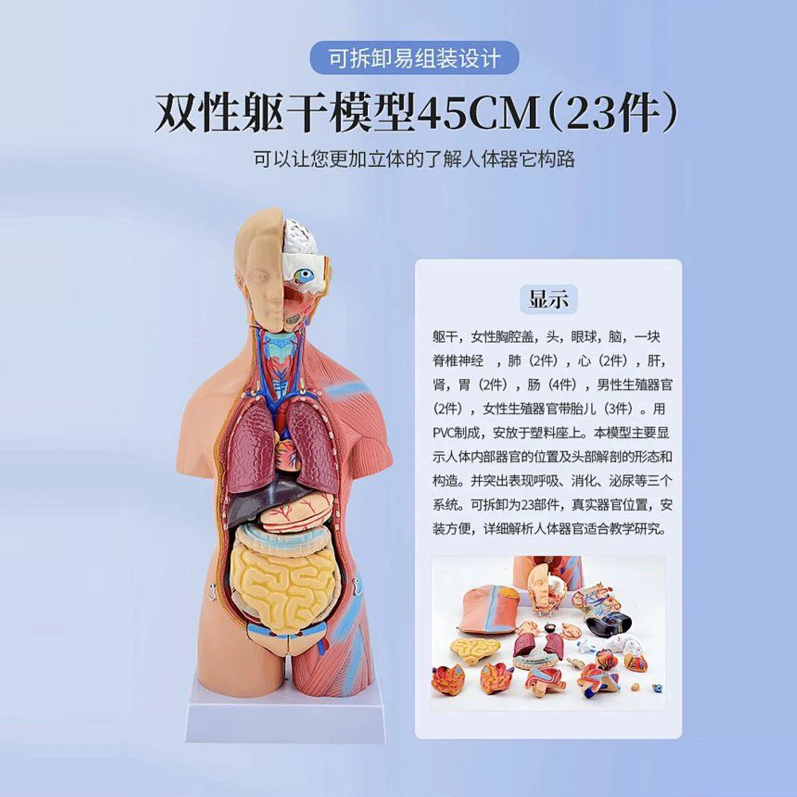 Žmogaus anatomijos modelis, žmogaus struktūra, širdies, vidaus organų, smegenų, modelį, medicinos mokymo organų Nuotrauka 1