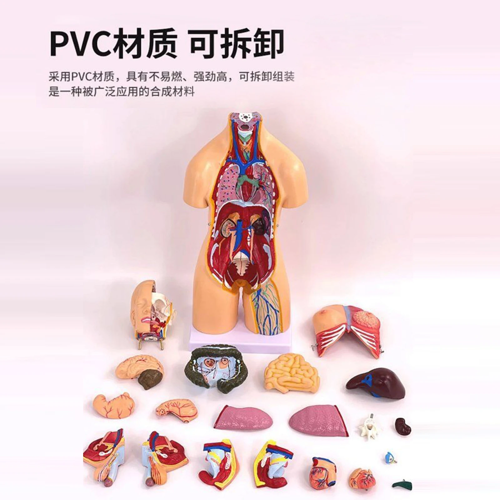 Žmogaus anatomijos modelis, žmogaus struktūra, širdies, vidaus organų, smegenų, modelį, medicinos mokymo organų Nuotrauka 2