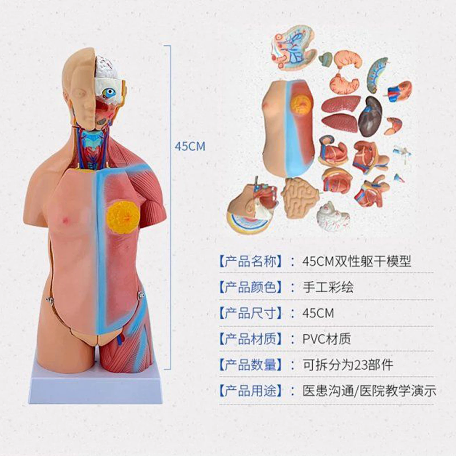 Žmogaus anatomijos modelis, žmogaus struktūra, širdies, vidaus organų, smegenų, modelį, medicinos mokymo organų Nuotrauka 3