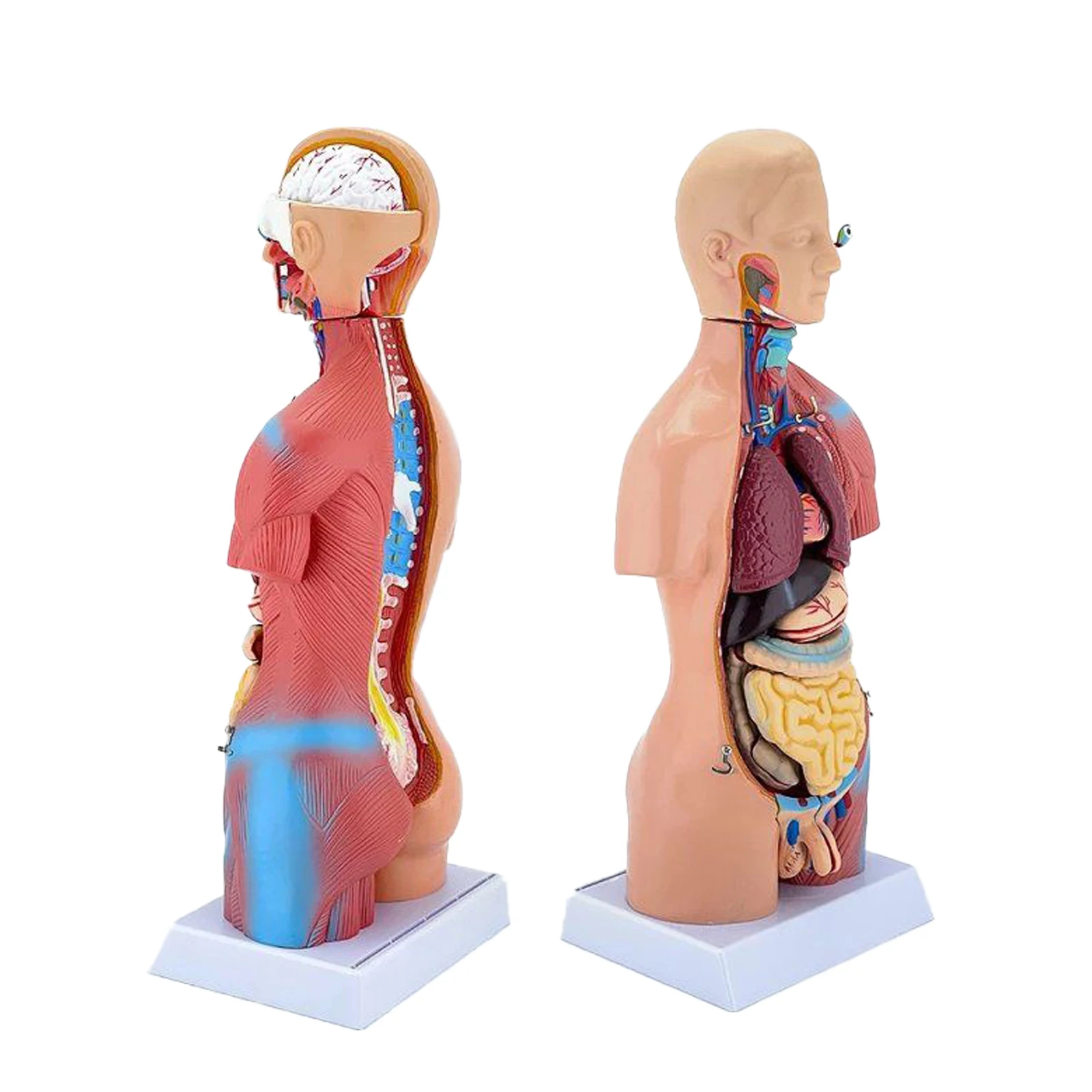 Žmogaus anatomijos modelis, žmogaus struktūra, širdies, vidaus organų, smegenų, modelį, medicinos mokymo organų Nuotrauka 4
